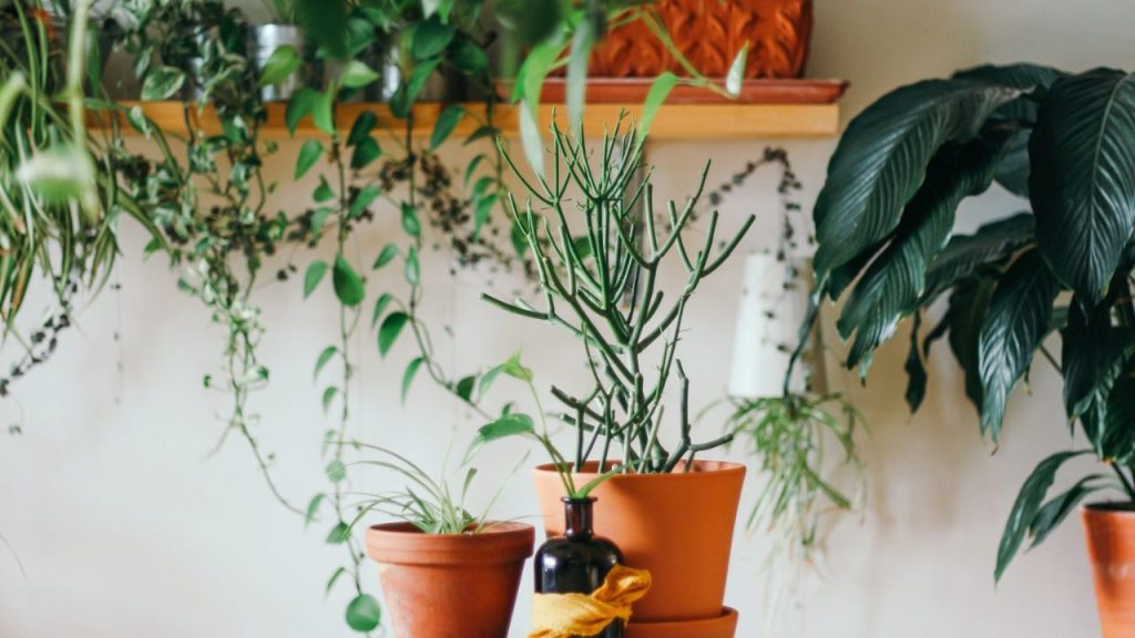 Plantas para Ambientes Internos com Pouca Luz
