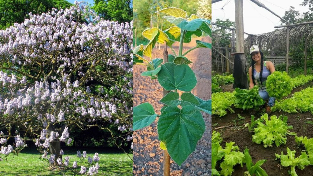 A Planta de Crescimento Mais Rápido: Desvendando a Beleza da Paulownia