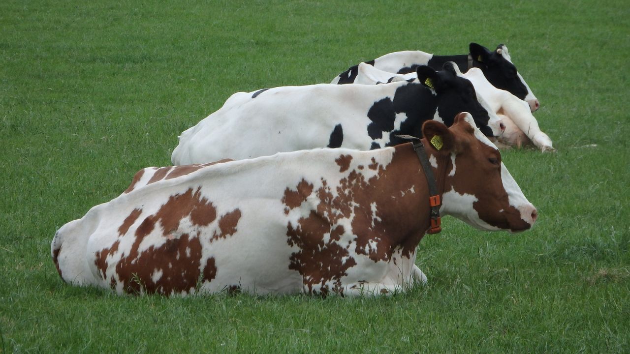 Biomarcadores para Identificação Precoce de Claudicação em Vacas Leiteiras