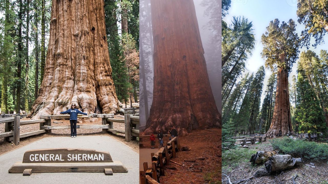 Clone de Árvore Milenar: Preservando a Magnificência do General Sherman
