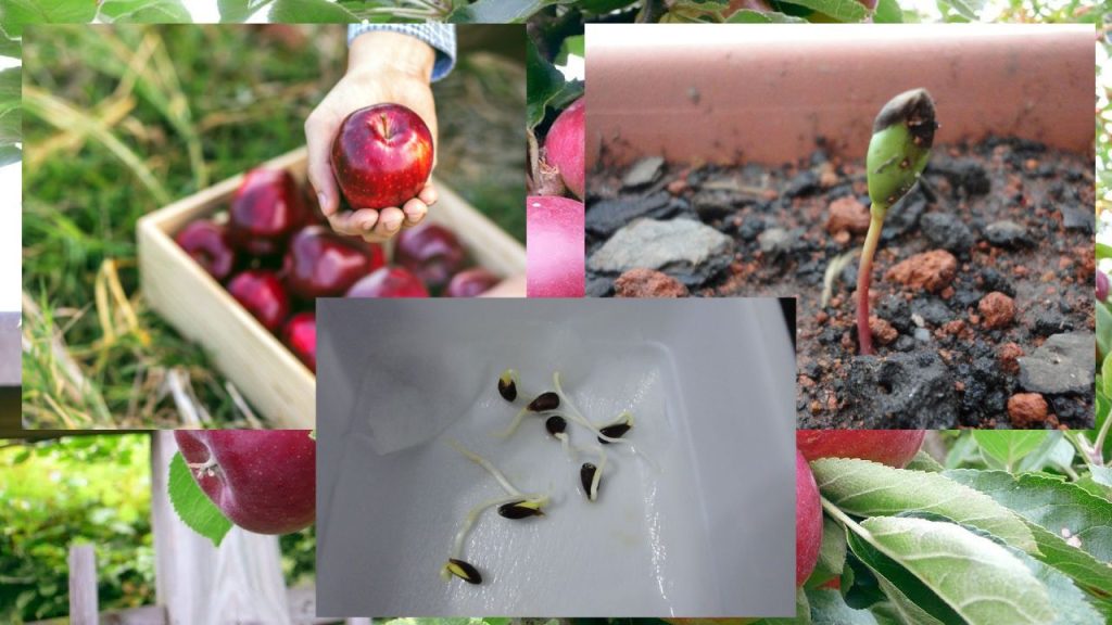 Como Cultivar Maçãs