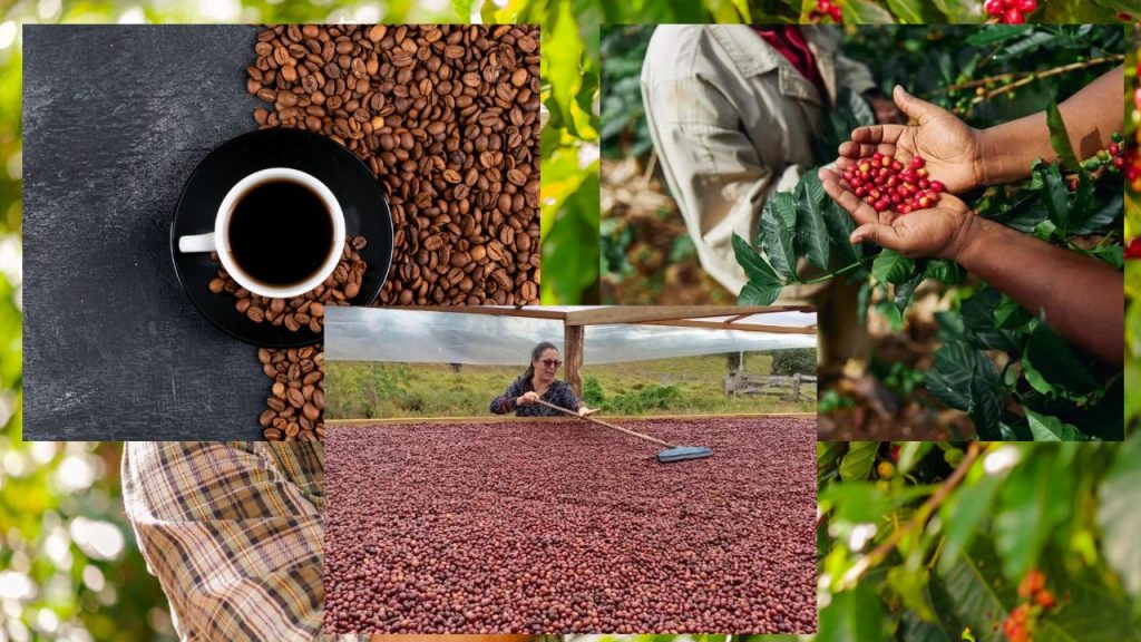 Como Plantar Café