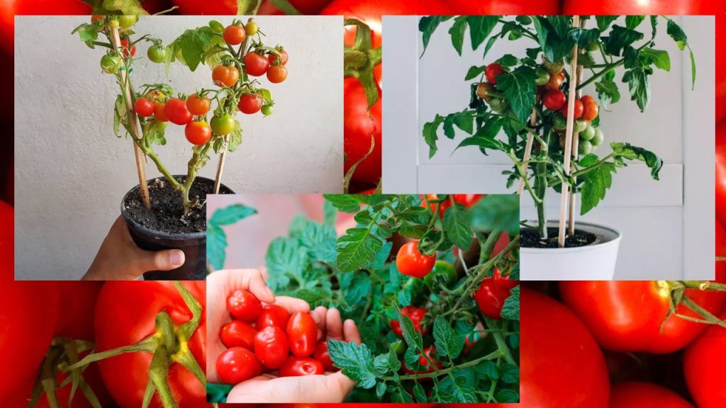 Como Plantar Tomate em Vaso