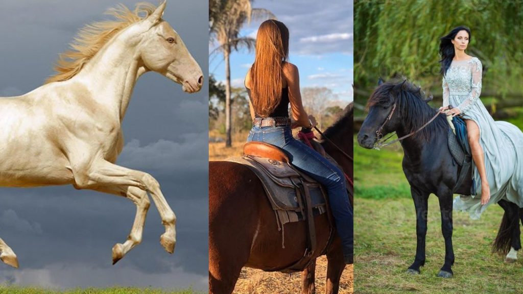 Conheça a Raça do Cavalo Dourado
