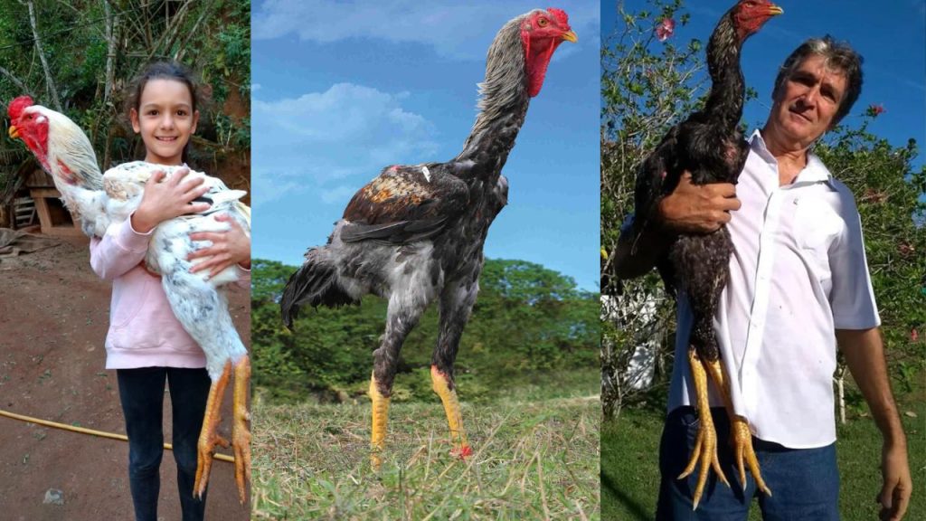 Conheça o Índio Gigante