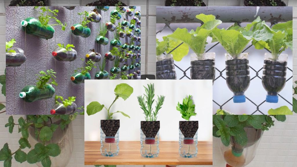 Cultive Sua Mini Horta com Garrafa PET