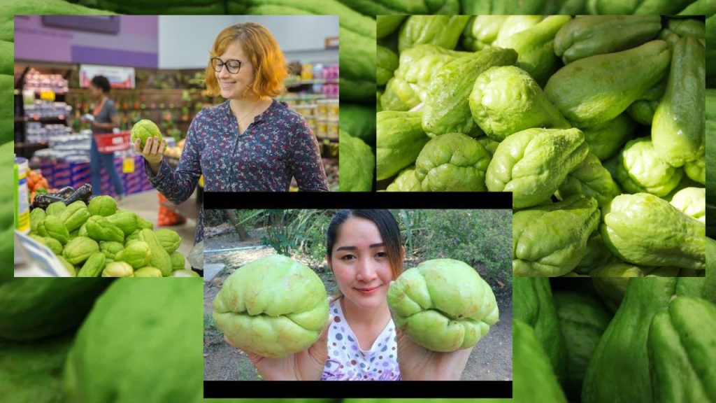 Época de Plantar Chuchu