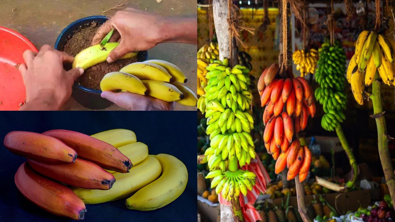 Plantando Banana a Partir da Fruta