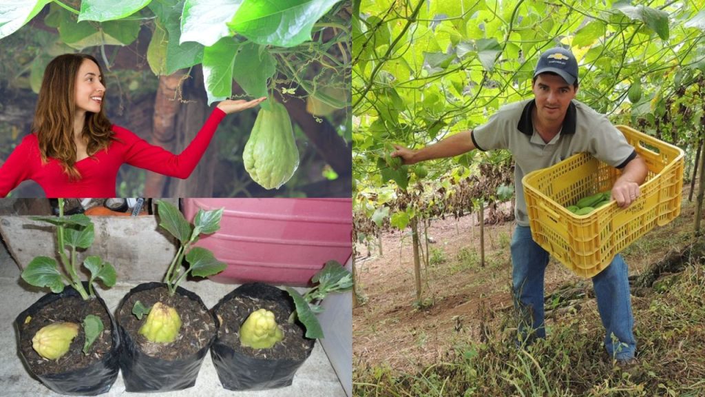 Plantar Chuchu na Terra