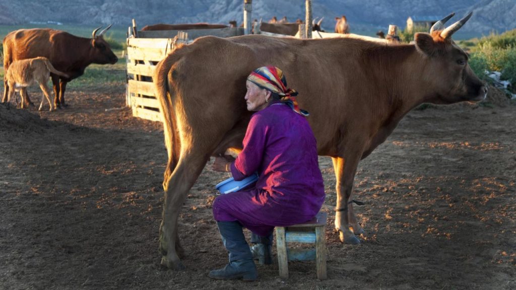 Produtores Estão Criando Vacas Resistentes ao Calor