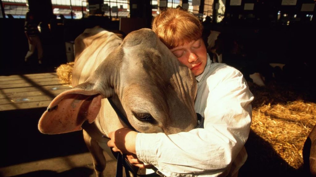 Produtores Estão Criando Vacas Resistentes ao Calor