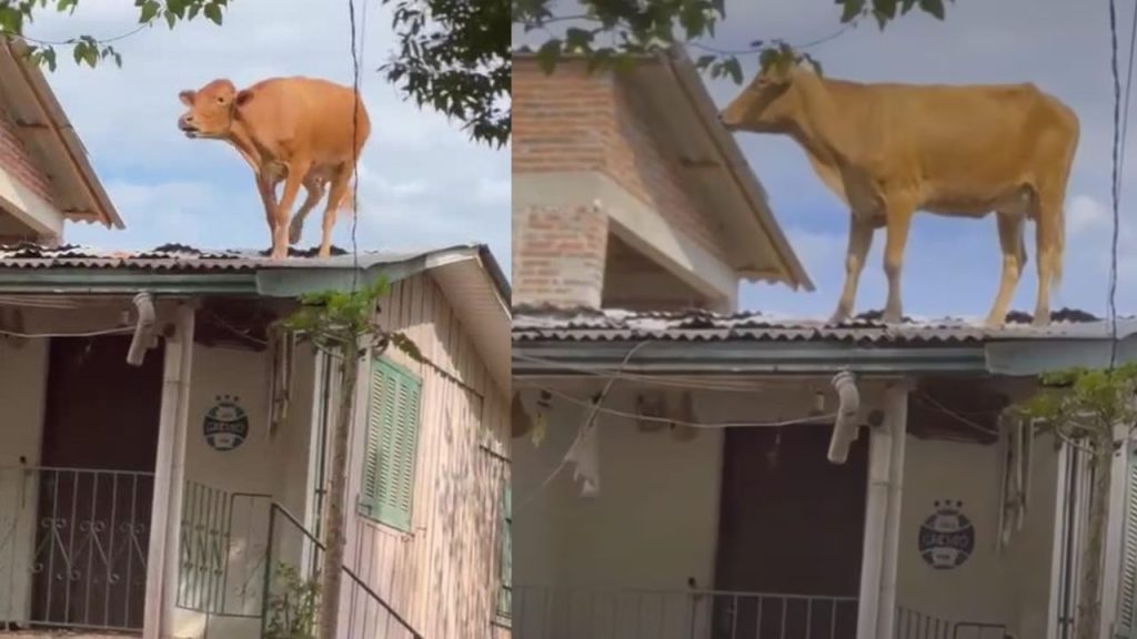 Resgate de Vaca no Telhado