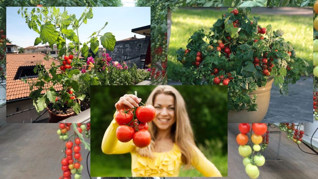 Como Plantar Tomate em Vaso