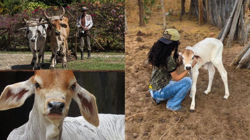 O Melhor Estado para Criar Gado no Brasil