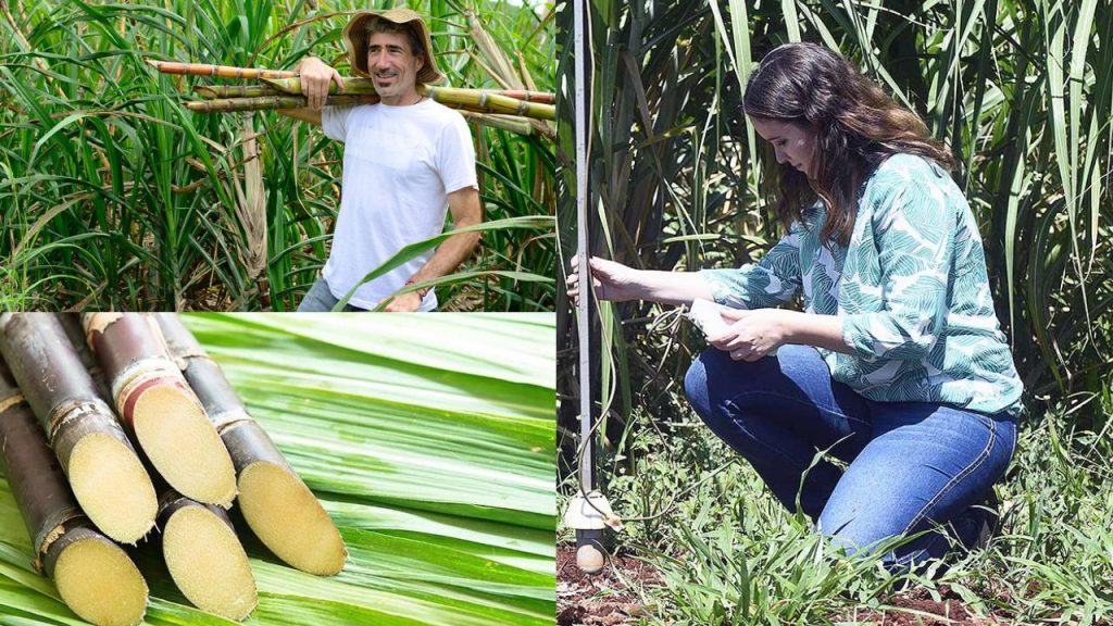 Plantio de Cana-de-açúcar