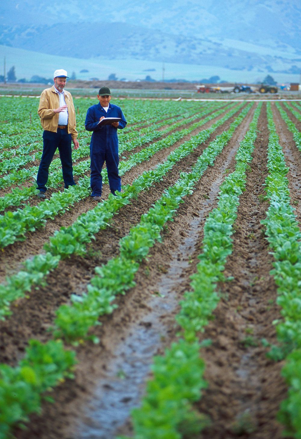 Agricultura Rentável em São Paulo