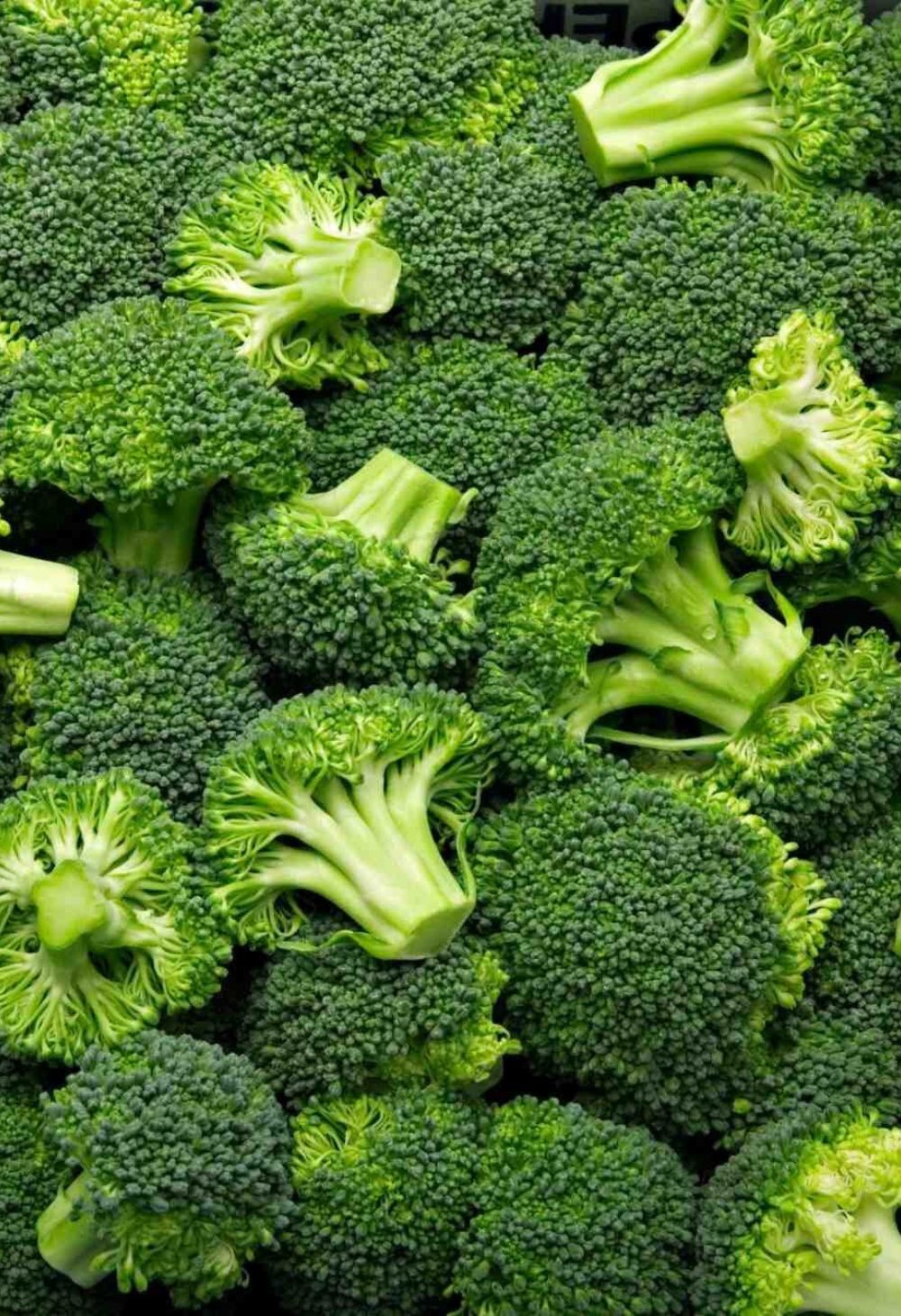 Como Cultivar Brócolis