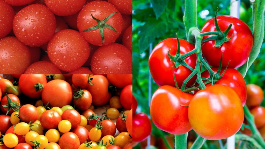 Como Plantar Tomate