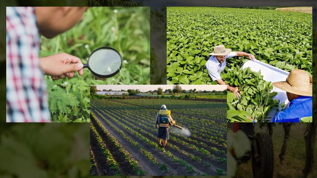 Controle de Pragas Agrícolas