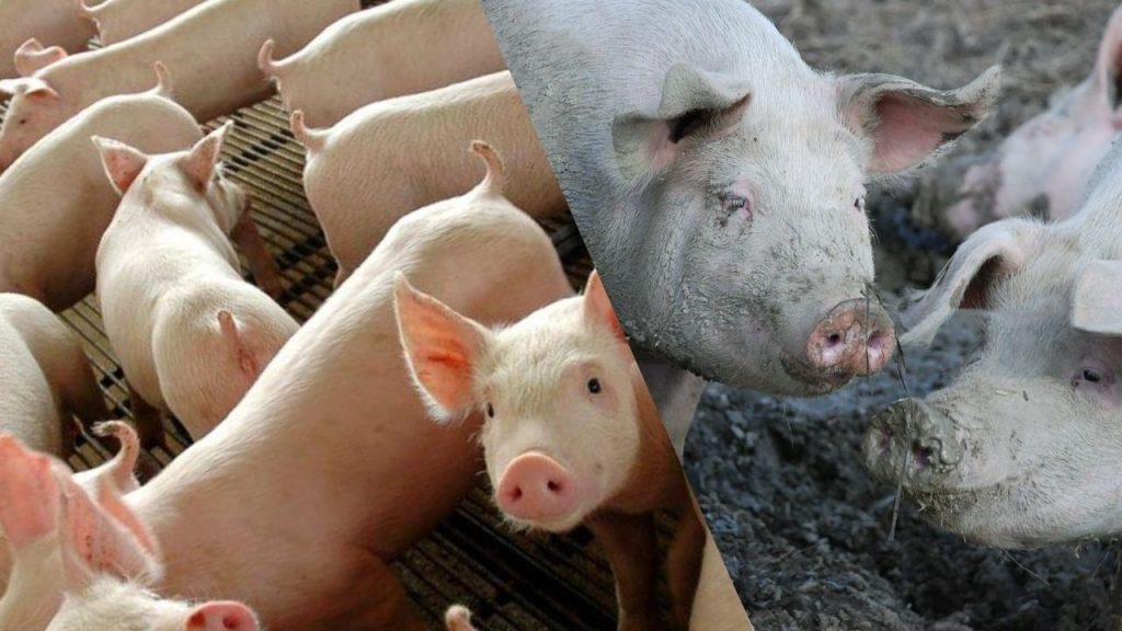 Criação de Porcos em Quintais Pequenos