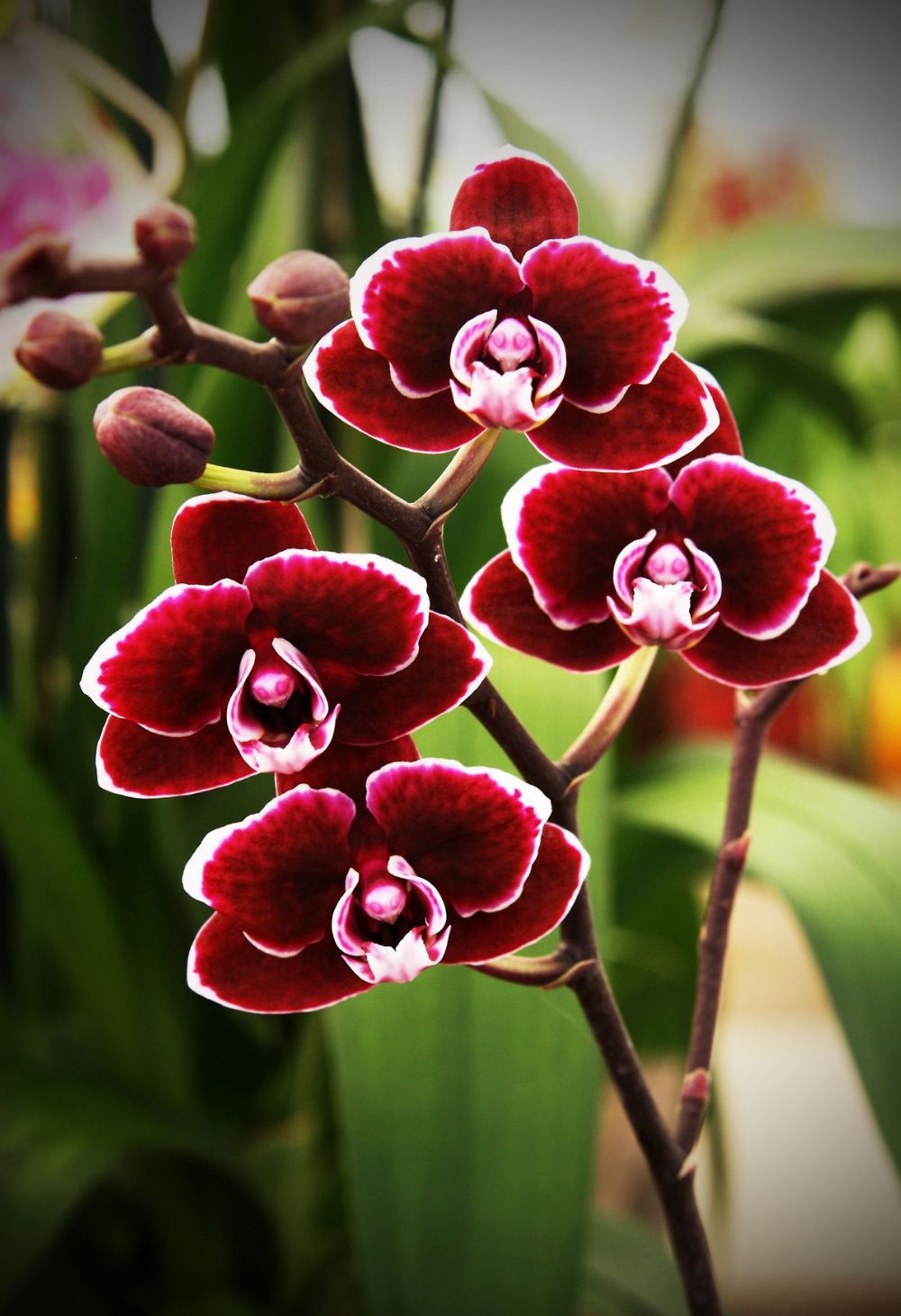 Cuidados Essenciais para Orquídeas