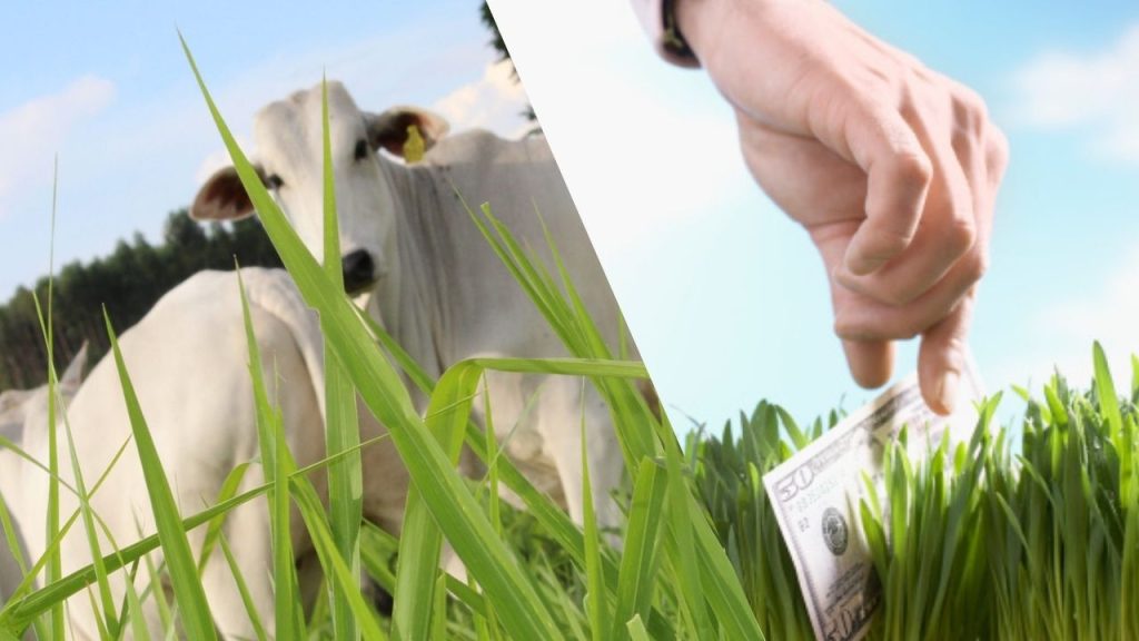 Estratégias Eficientes para o Gerenciamento de Pasto