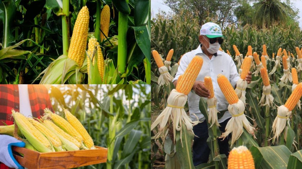 Maximizando a Produtividade na Plantação de Milho