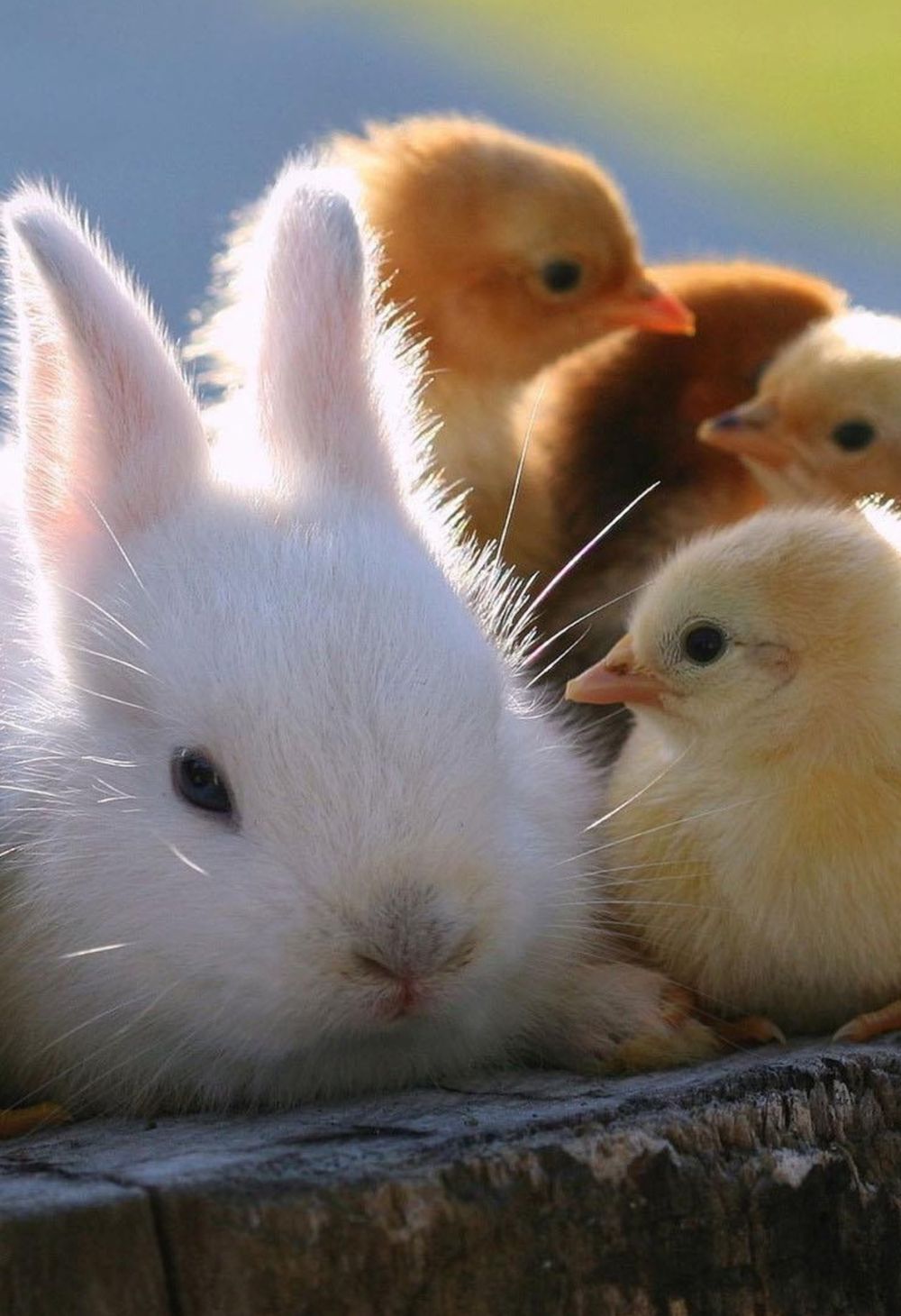 Melhores Animais para Criação e Venda