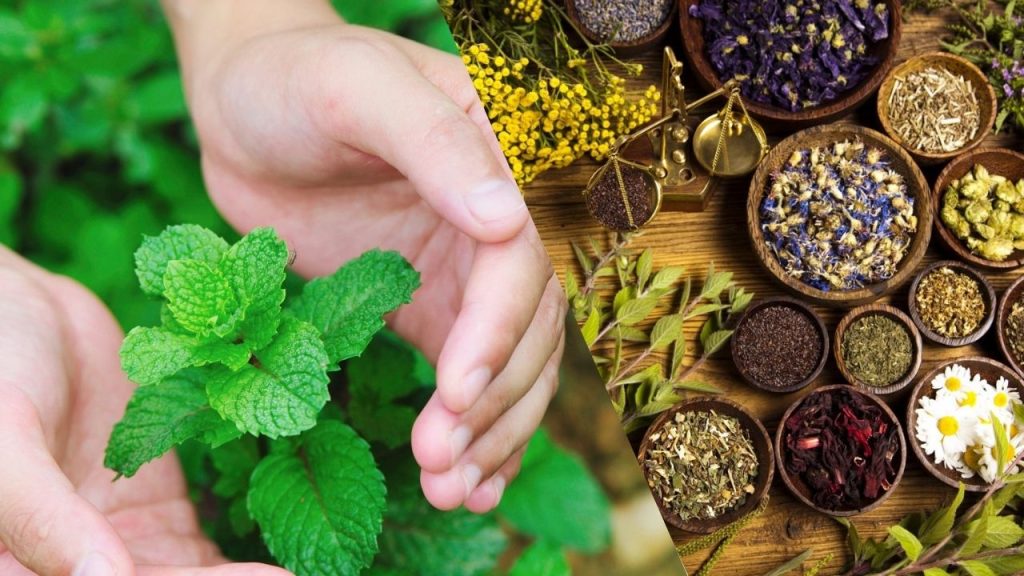 Plantio de Ervas Medicinais em Casa