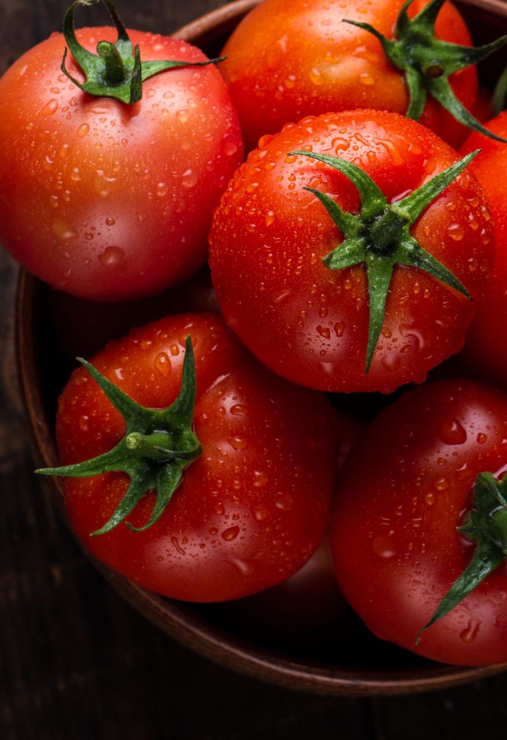 Plantio de Tomate