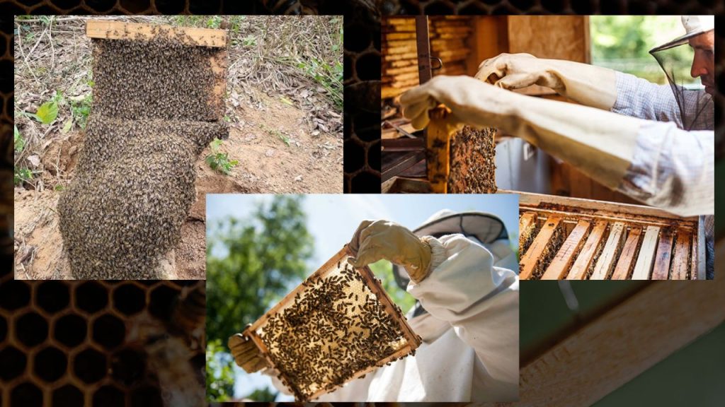Produção de Mel em Colmeias Caseiras