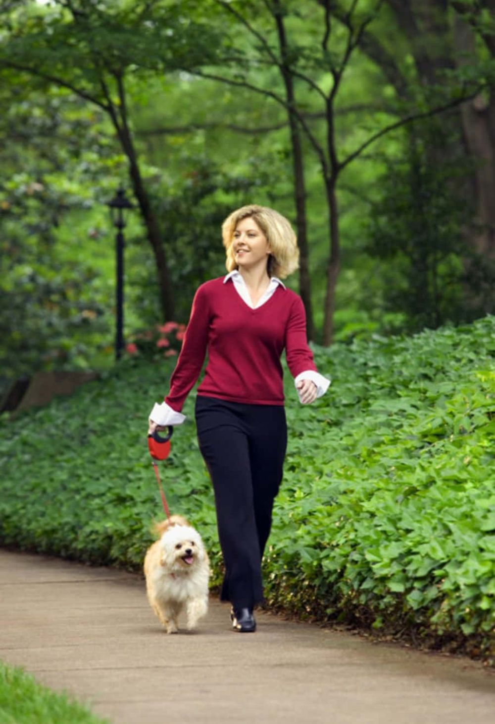 7 Motivos para Passear com Seu Cão Todos os Dias