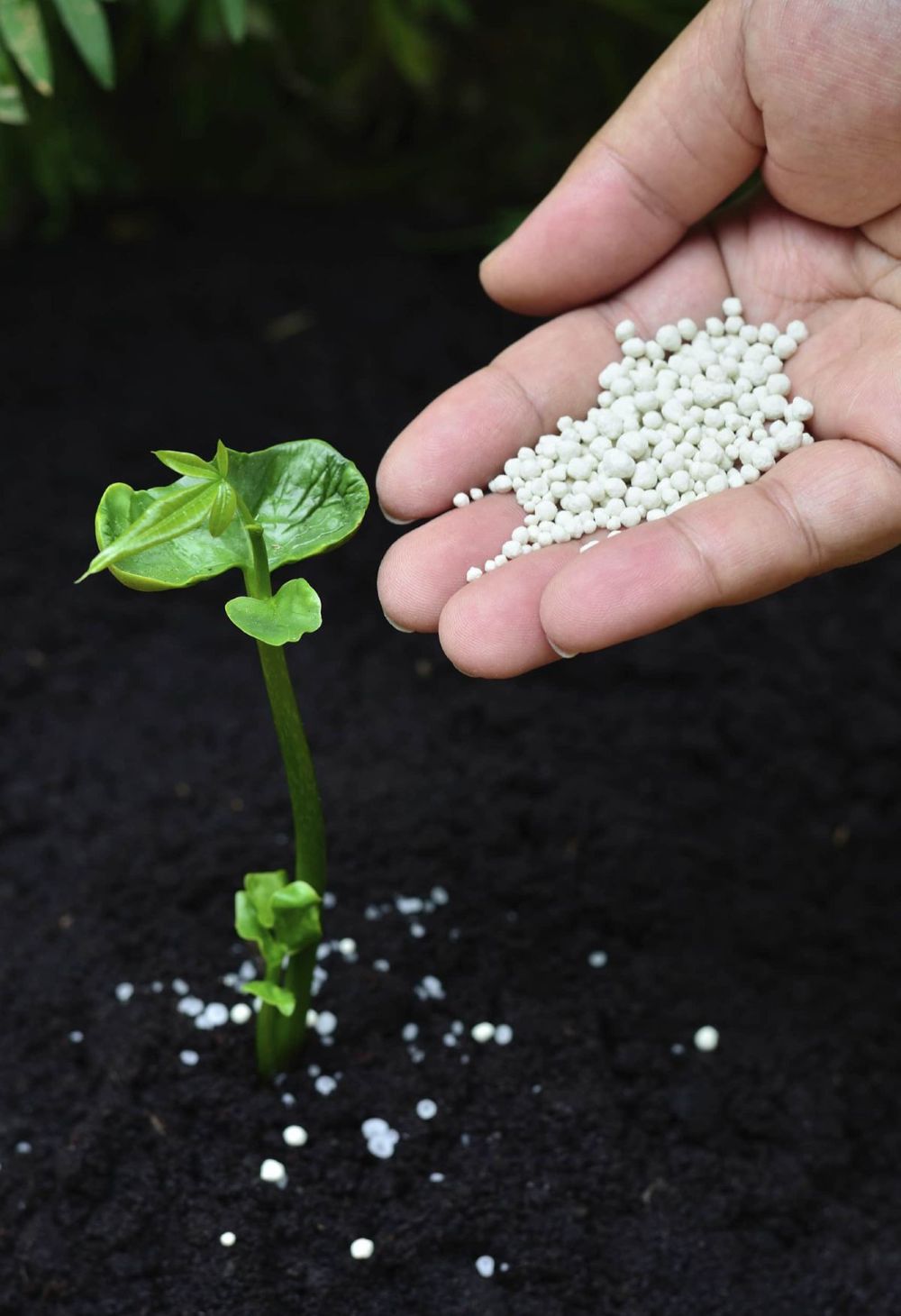 Adubo para Horta