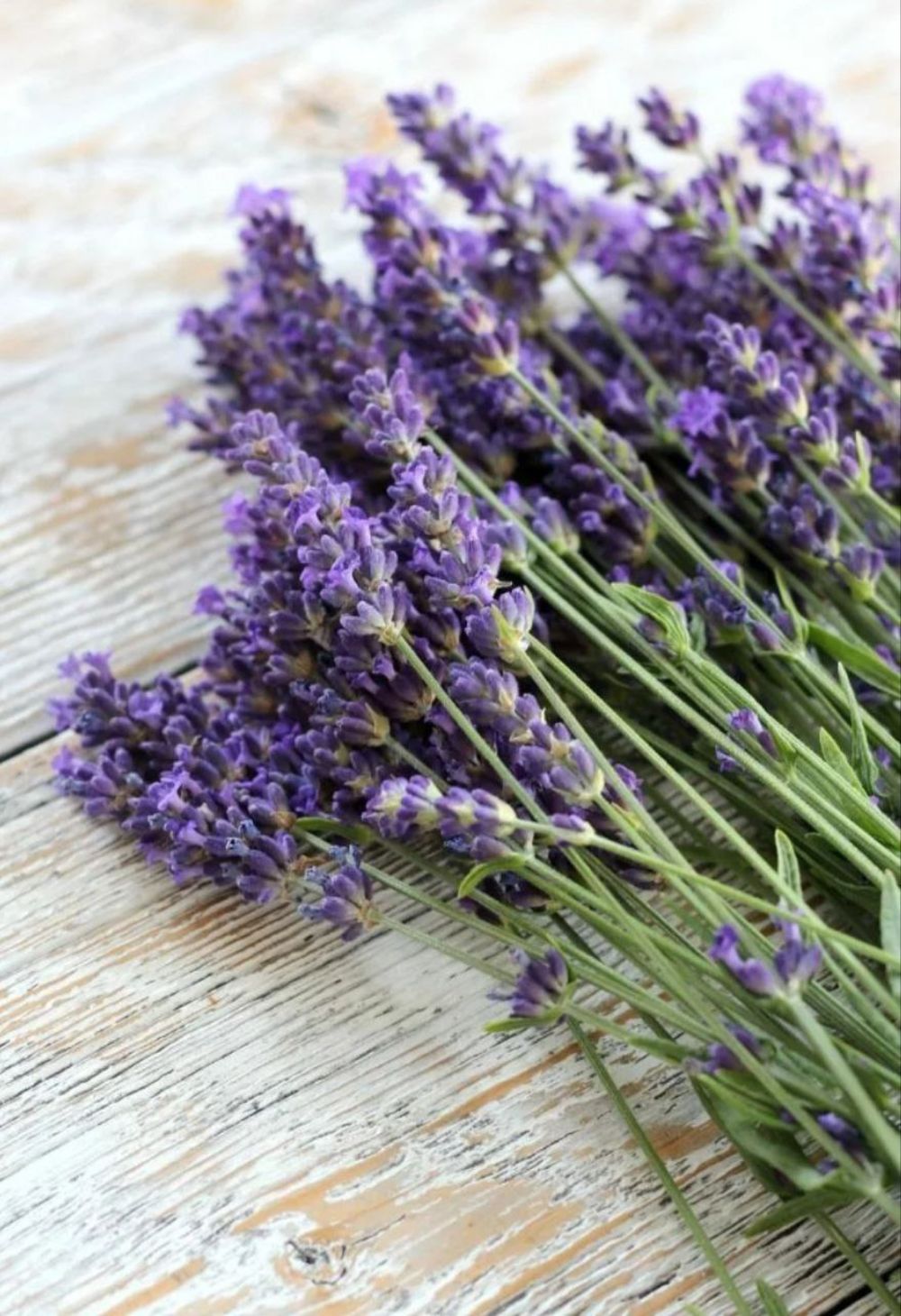 Benefícios Surpreendentes da Lavanda