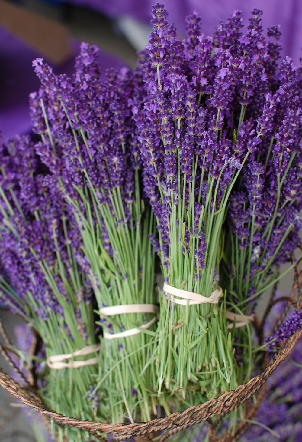 Benefícios da Lavanda