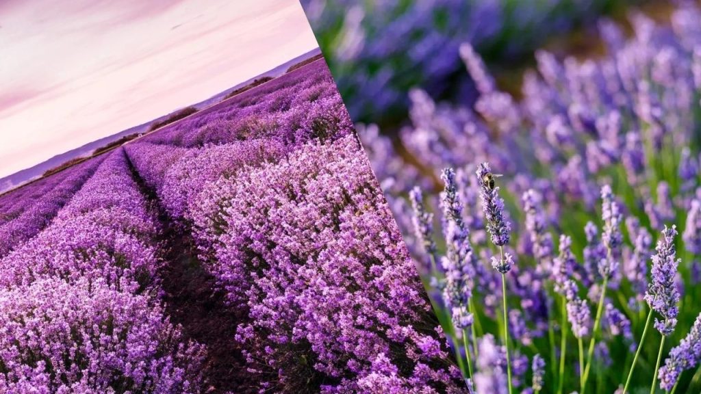 Benefícios da Lavanda