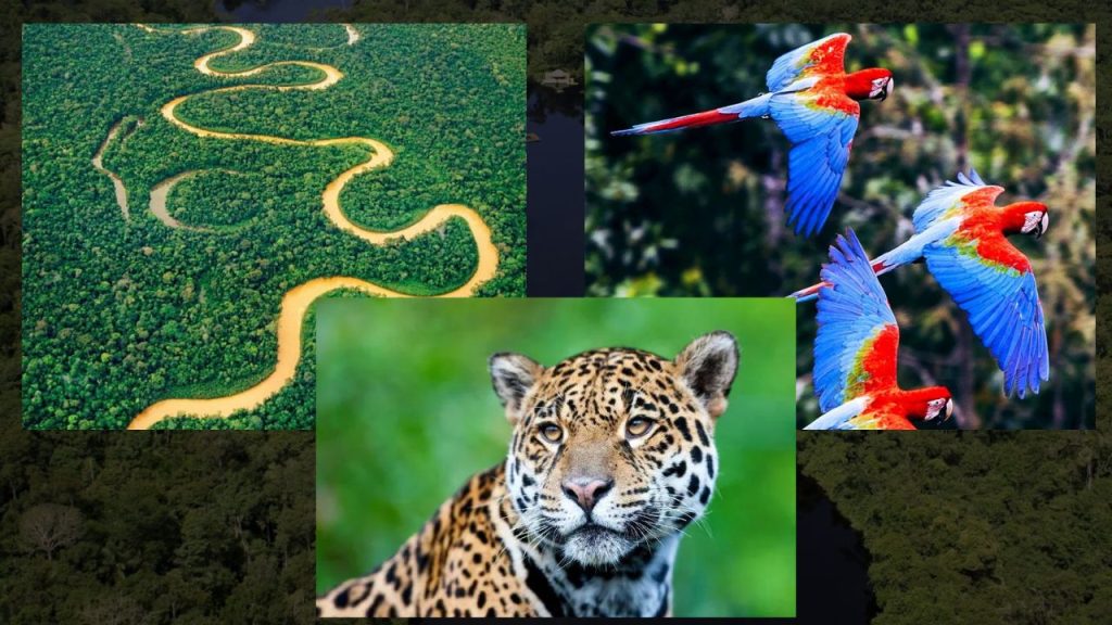 Benefícios de Preservar a Floresta Amazônica