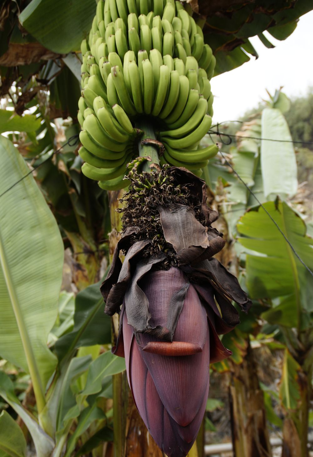 Como Cultivar Bananas
