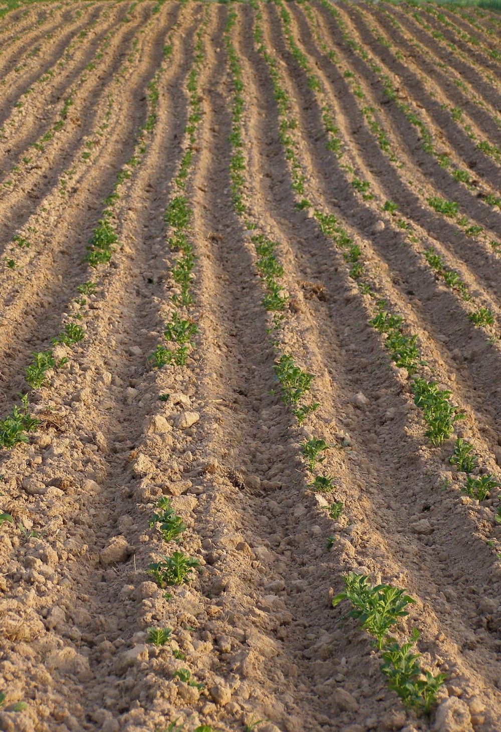 Como Escolher a Terra Fértil Ideal para sua Plantacão
