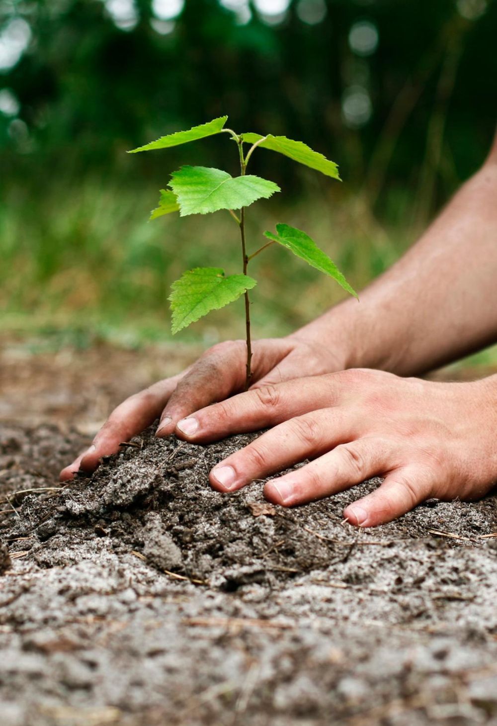 Como Escolher uma Terra Fértil para Sua Plantacão