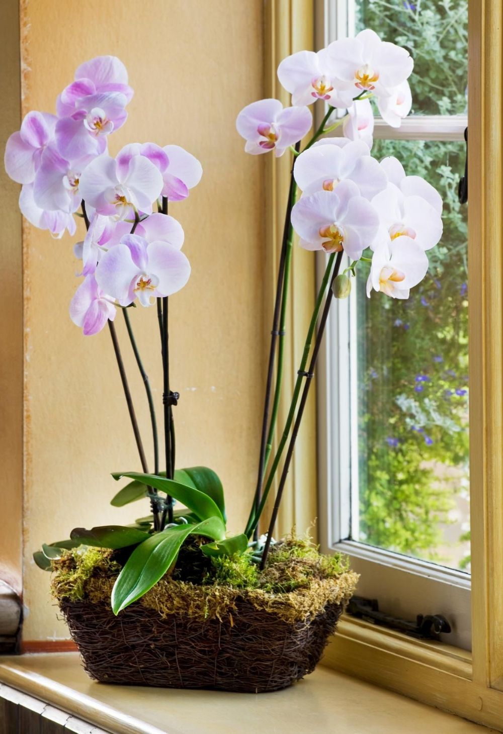 Como Plantar Orquídeas