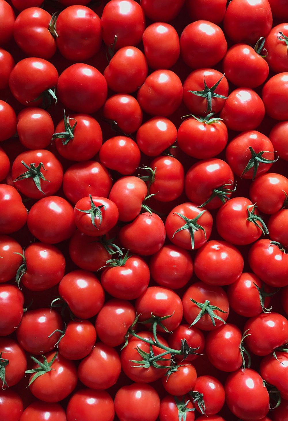 Como Plantar Tomate