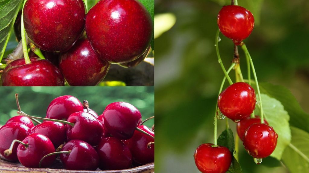 Cultivo de Cerejeiras no Brasil