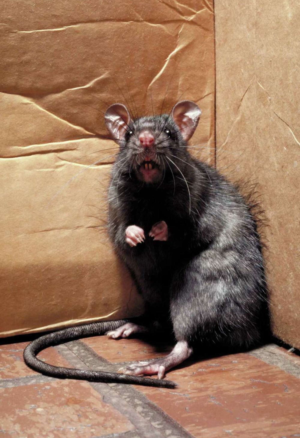 Eliminando Ratos