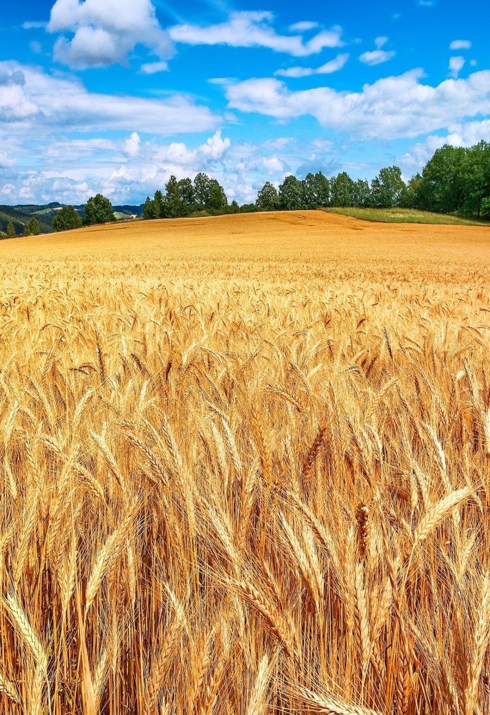 Espaço Ideal para Plantar Trigo