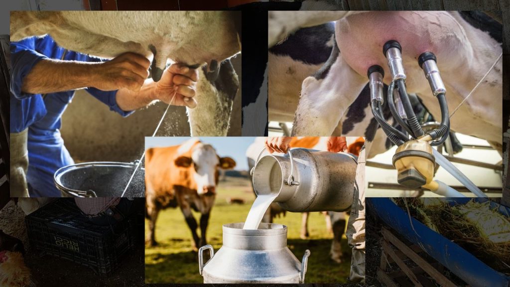 Estratégias para Vender Leite em Fazendas Pequenas