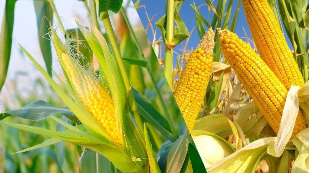 Lugar Ideal para o Cultivo de Milho