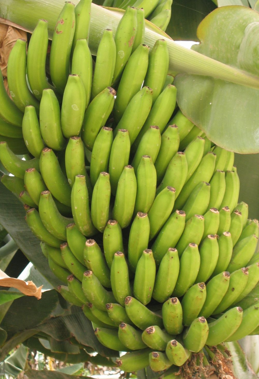 Motivos para Investir em uma Plantação de Banana