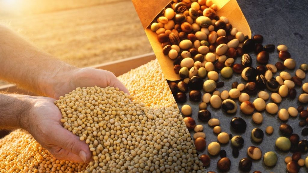 Principais Motivos para Cultivar Soja