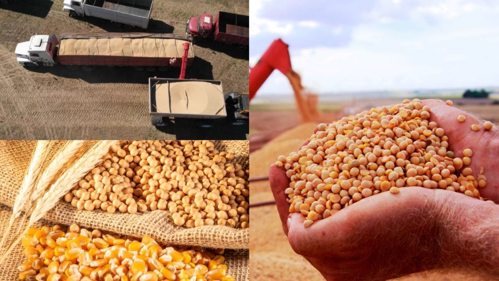 Produção de Cereais Brasileiros